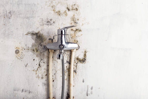 Best Mold Removal Company Near Me  in Shelby, OH