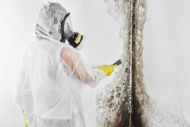 Best Crawl Space Mold Removal  in Shelby, OH