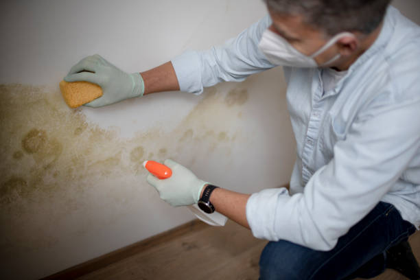 Mold Removal Process in Shelby, OH