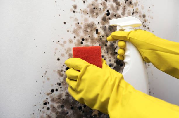 Best Emergency Mold Removal  in Shelby, OH