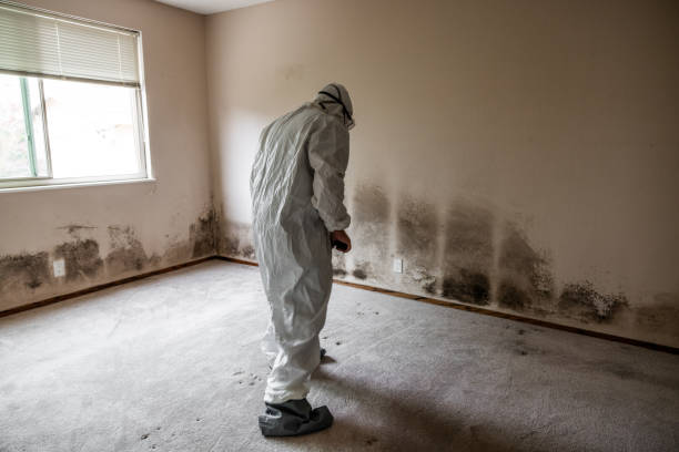 Best Fast Mold Removal  in Shelby, OH