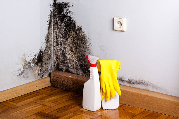 Best Office Mold Removal Services  in Shelby, OH